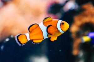 含牛樟芝润喉糖 喉咙好舒畅